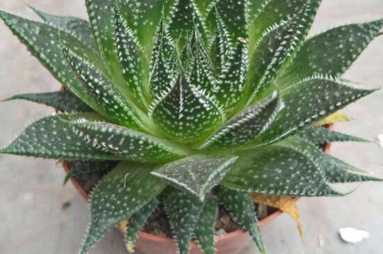 波露的扦插办法,透气土壤固定枝条