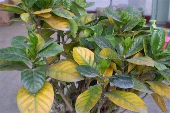 花的叶子变黄如何救活,适当光照加强水肥管理