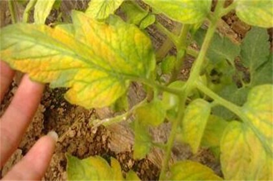 花的叶子变黄如何救活,适当光照加强水肥管理