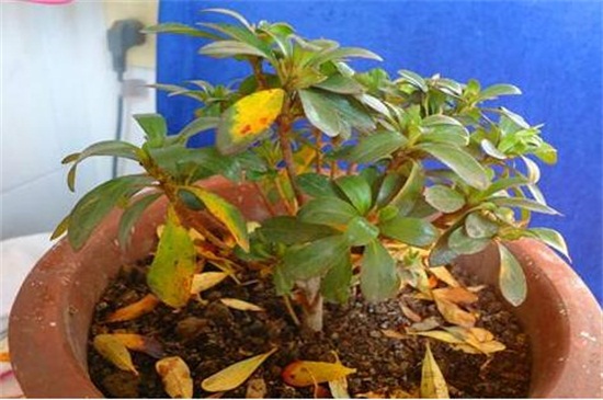 花的叶子变黄如何救活,适当光照加强水肥管理