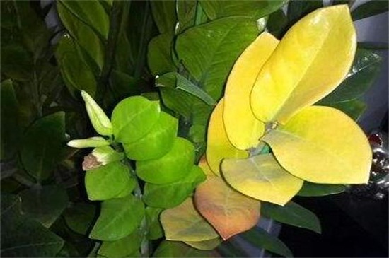 花的叶子变黄如何救活，适当光照加强水肥管理