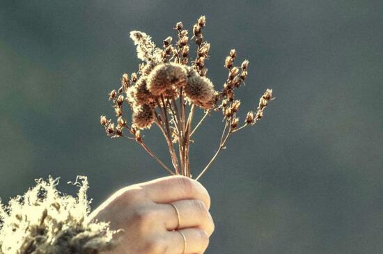 家里为何不能放干花，风水不好还会让空气干燥