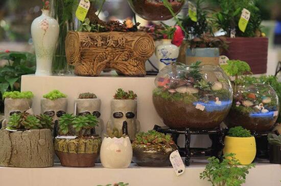 盆栽烂叶子如何办,停止施肥散光养护