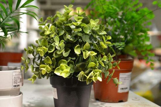 盆栽烂叶子如何办,停止施肥散光养护