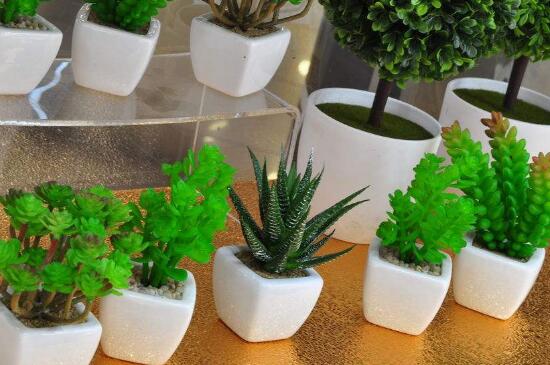 盆栽烂叶子如何办,停止施肥散光养护