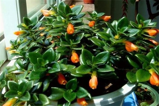 鲸鱼花的养殖办法和留意事项，冬季控温保暖