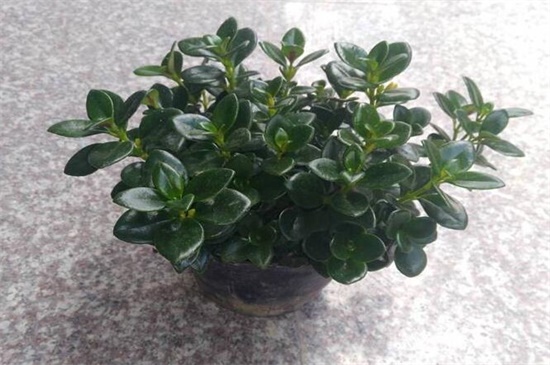 鲸鱼花的养殖办法和留意事项，冬季控温保暖