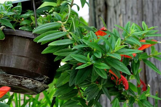 鲸鱼花的养殖办法和留意事项，冬季控温保暖