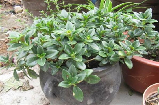 鲸鱼花的养殖办法和留意事项，冬季控温保暖