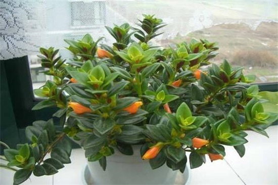 鲸鱼花的养殖办法和留意事项，冬季控温保暖