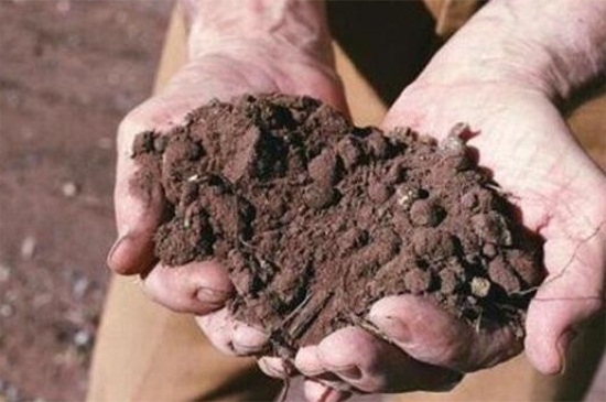 紫莲如何养，红陶盆栽种老叶修剪