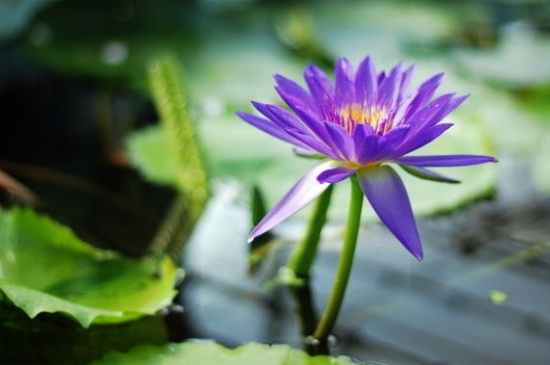 紫莲如何养，红陶盆栽种老叶修剪