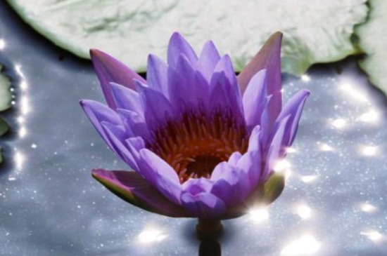 紫莲如何养，红陶盆栽种老叶修剪