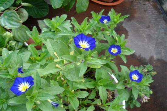 三色旋花种植办法,4个步骤播种三色旋花