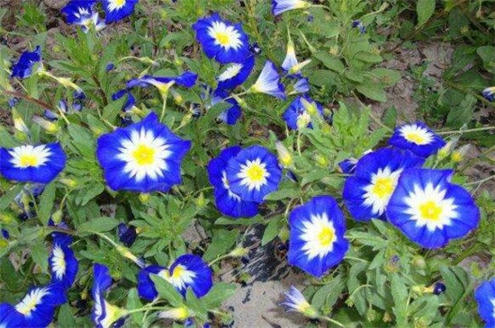 三色旋花种植办法,4个步骤播种三色旋花