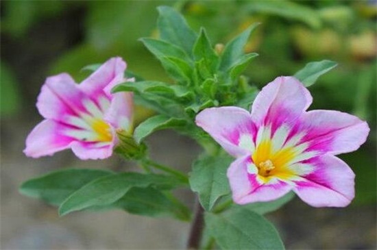 三色旋花种植办法,4个步骤播种三色旋花