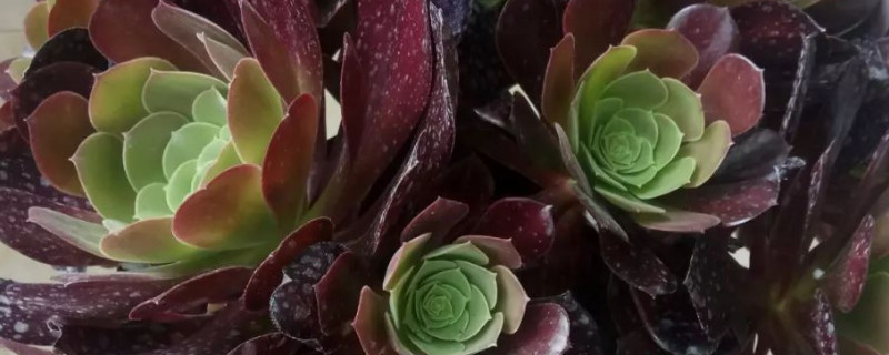 艳日伞的养殖办法留意