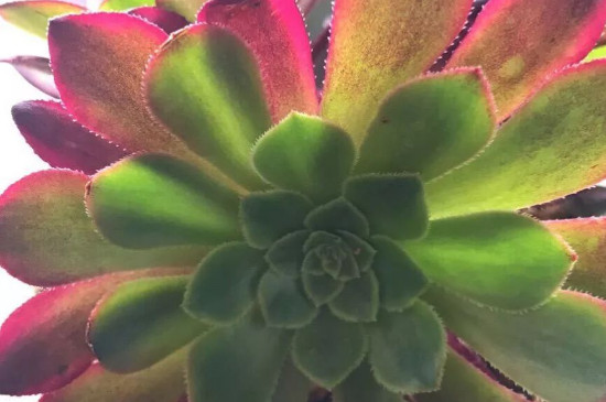 艳日伞的养殖办法留意