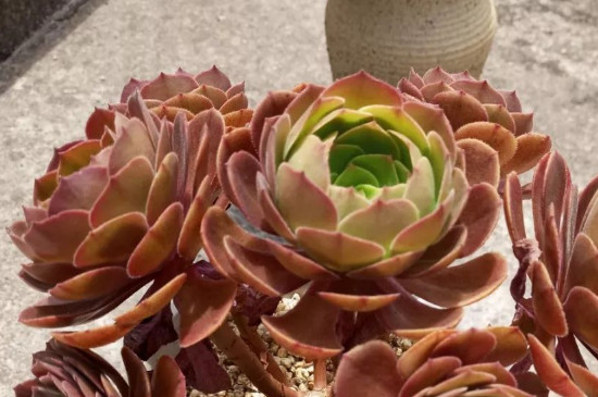 艳日伞的养殖办法留意