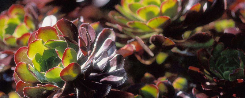 黑法师黑腐如何救治