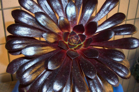 黑法师黑腐如何救治