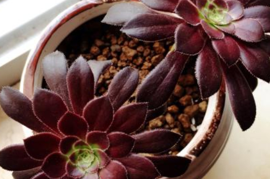 黑法师黑腐如何救治