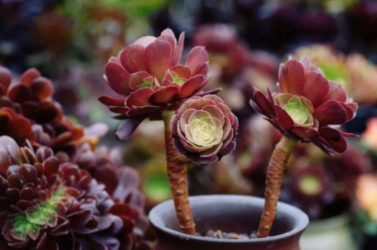 黑法师黑腐如何救治