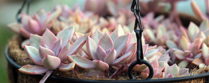 多肉初恋的养殖办法和留意事项