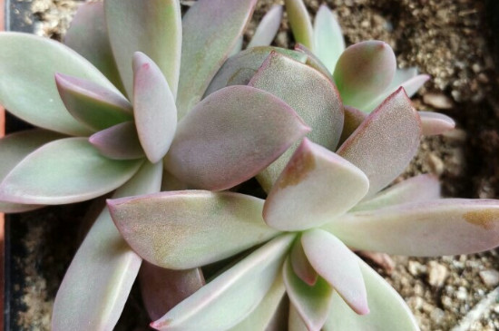 多肉初恋的养殖办法和留意事项