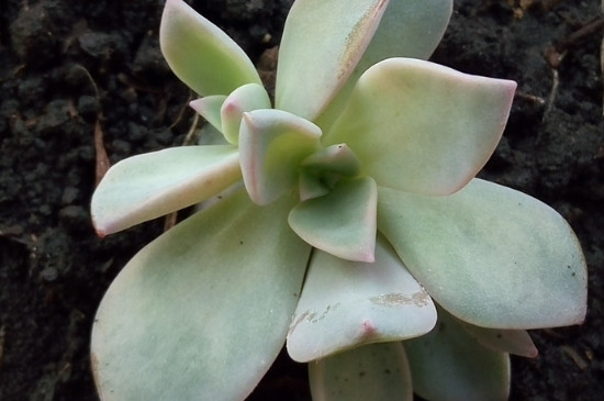 多肉初恋的养殖办法和留意事项