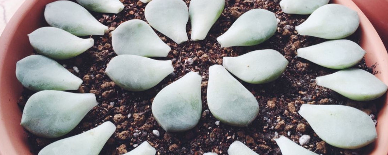 夏季种多肉如何成活率高