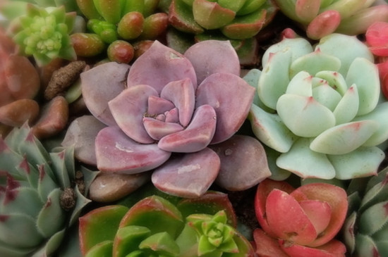 夏季种多肉如何成活率高