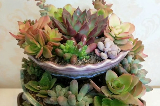 夏季种多肉如何成活率高