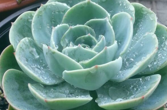 多肉玉蝶的养殖办法和留意事项