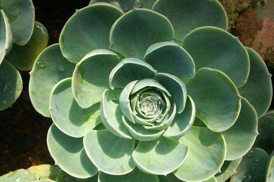 多肉玉蝶的养殖办法和留意事项