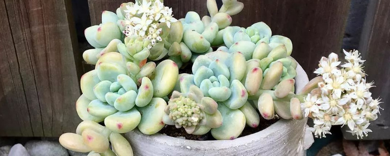 劳尔多肉夏季如何养