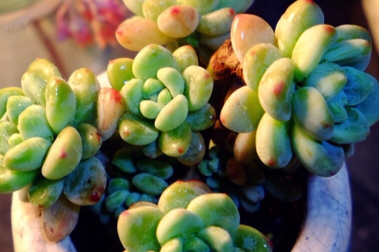 劳尔多肉夏季如何养