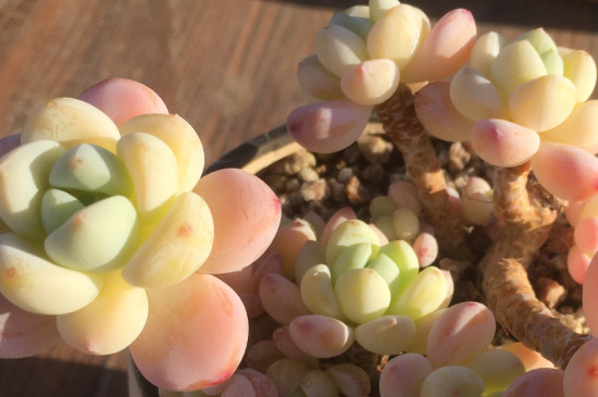 劳尔多肉夏季如何养