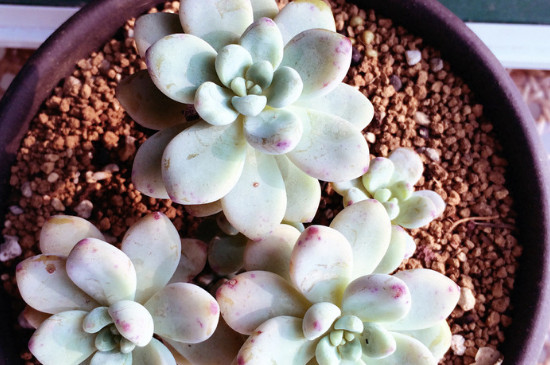 劳尔多肉夏季如何养