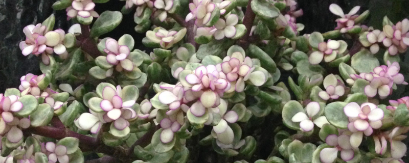 雅乐之舞到夏季叶子都掉光了如何办?