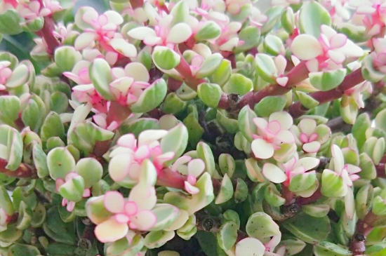 雅乐之舞到夏季叶子都掉光了如何办?