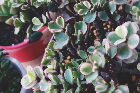 雅乐之舞到夏季叶子都掉光了如何办?