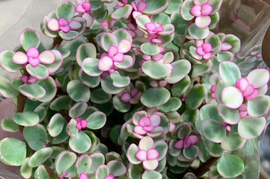 雅乐之舞到夏季叶子都掉光了如何办?