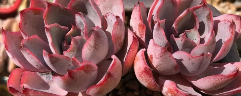 多肉赫拉夏季能种活吗