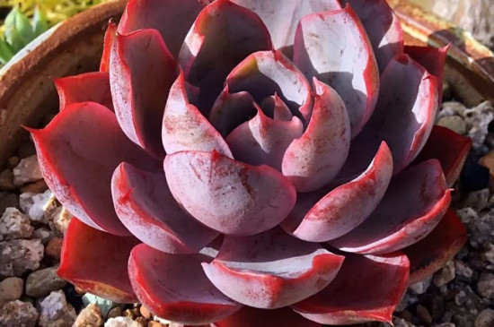 多肉赫拉夏季能种活吗