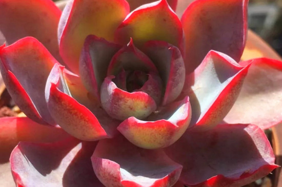 多肉赫拉夏季能种活吗