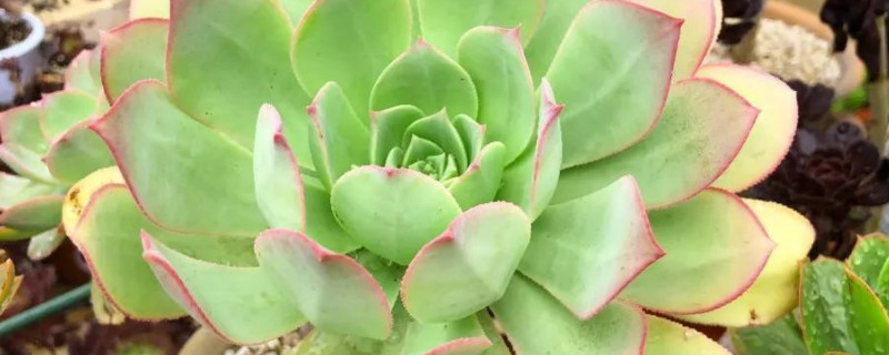 法师黑腐如何处理