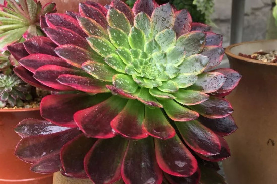 法师黑腐如何处理