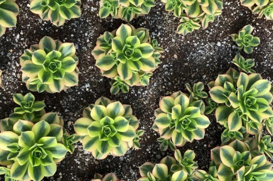 法师黑腐如何处理