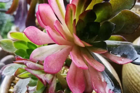 法师黑腐如何处理